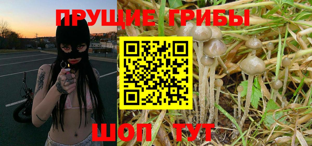 Псилоцибиновые грибы Cubensis Каменск-Уральский